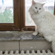 Illustration for article titled Coronavirus Has Come for Our Cats